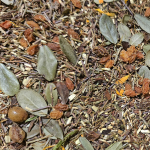 Ройбуш Обліпиховий (Ханібуш + зелений) 250г